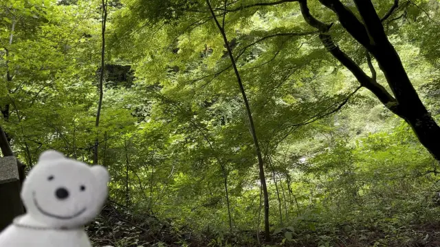 クマ散歩：北口本宮冨士浅間神社に品行方正なクマ出没