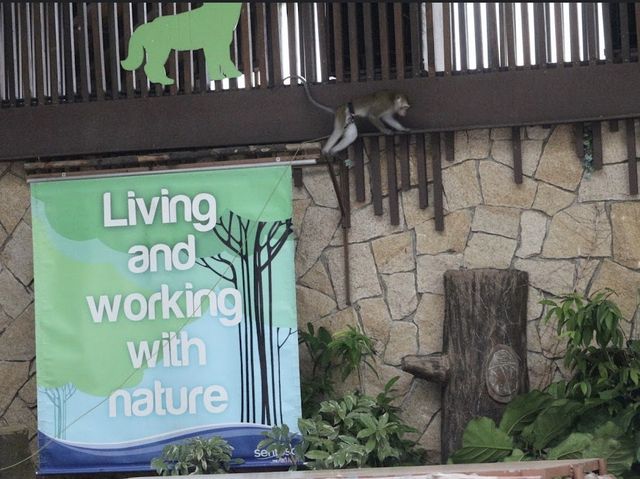 Palawan Amphitheatre @ Animal encounters 