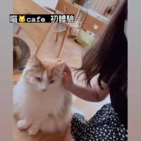 喵🐱cafe 之初體驗☕️