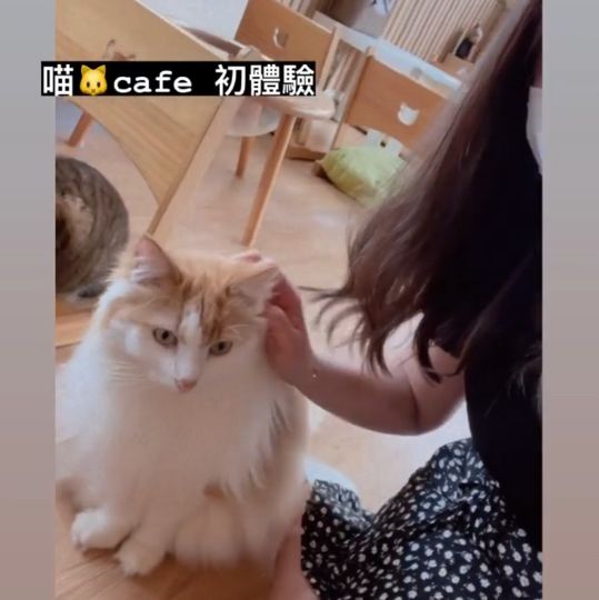 喵🐱cafe 之初體驗☕️