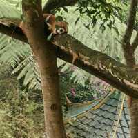Istana Panda Taman safari Indonesia Bogor.