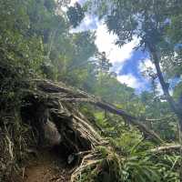 Pauoa Flats Trail