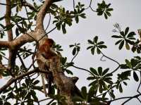 Klias Wetland River Cruise - Borneo, Malaysia