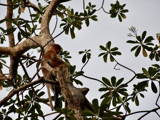 Klias Wetland River Cruise - Borneo, Malaysia