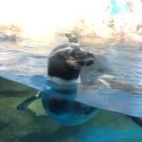 ［江ノ島］新江ノ島水族館