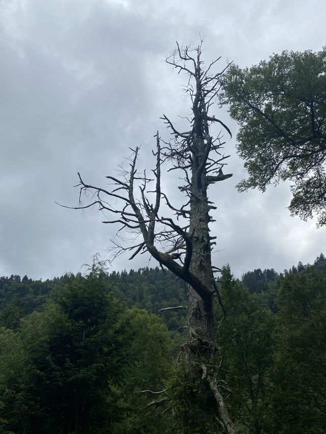 Chimney Top Trail - Smoky National Park