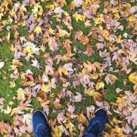 Fall Park