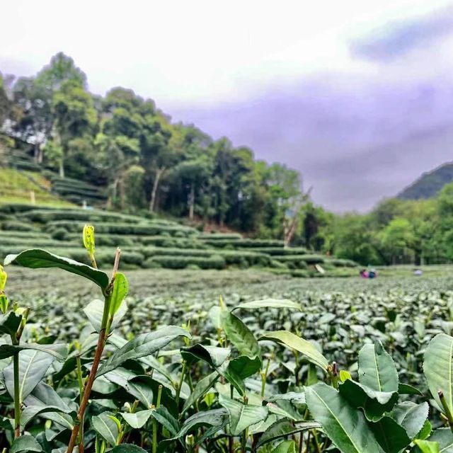 Tea Plantations in Hangzhou