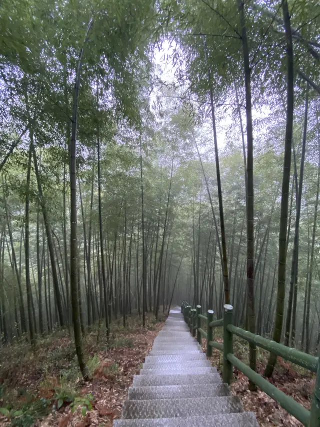 Anhui’s Bamboo Sea