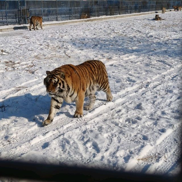 Feed a TIGER 🐅🐯🐅🐯