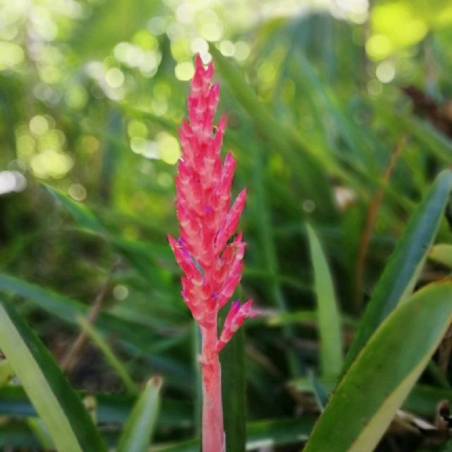 Garden of the Groves, Bahamas