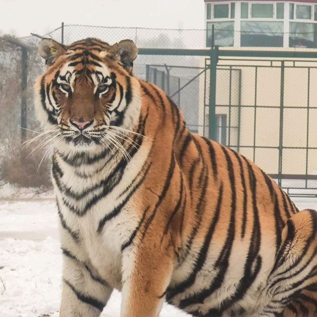 Beautiful Beasts in Harbin