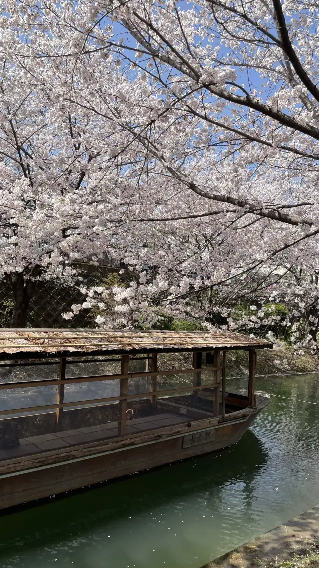 Fushimi Ju-rokushiko, a hidden gem for cherry blossom viewing 🌸 The cherry blossoms along the river are stunning!