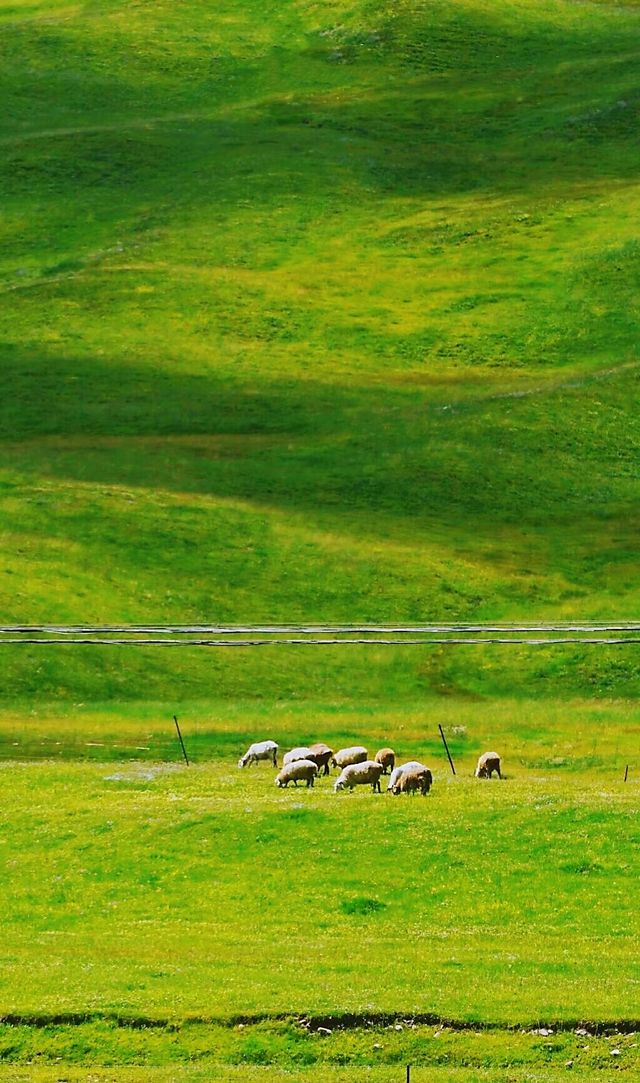 Plateau pastoral area