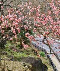 Japan's Ibaraki Tsukuba Mountain Plum Garden