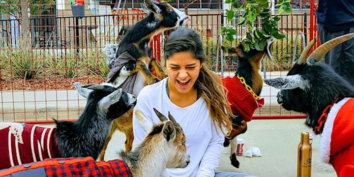 Goat Yoga Addison Circle! | Addison Circle Park