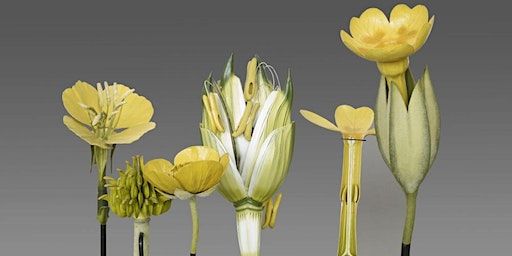 Art of Collections: Drawing workshops for Culture Vultures | The Manchester Museum