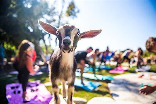 Baby Goat Yoga in the Park - September 29th at 9:00am | Marine Park (Next to the Tennis Courts)