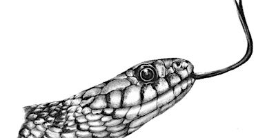 Animal Illustration | Cass Art