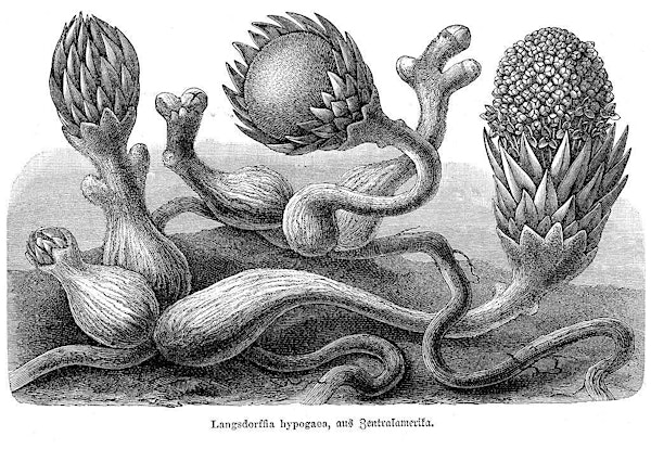 Grounded: an art & ecology reading from Variable West | Zenger Farm