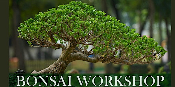 Bonsai Workshop | Japanese Culture Center