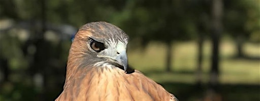Friends of Texas Wildlife Summer Day Camp Session #2 | Friends of Texas Wildlife Education Center
