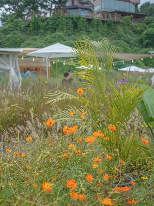 계절 꽃으로 가득한 뷰좋은 카페 원주 사진정원🌼