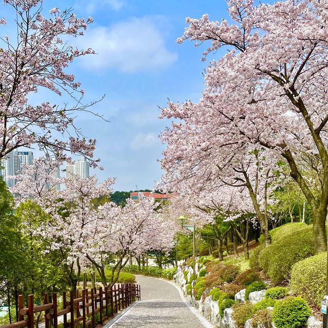 벚꽃으로 가득찬 용인 근린공원 🌸💗