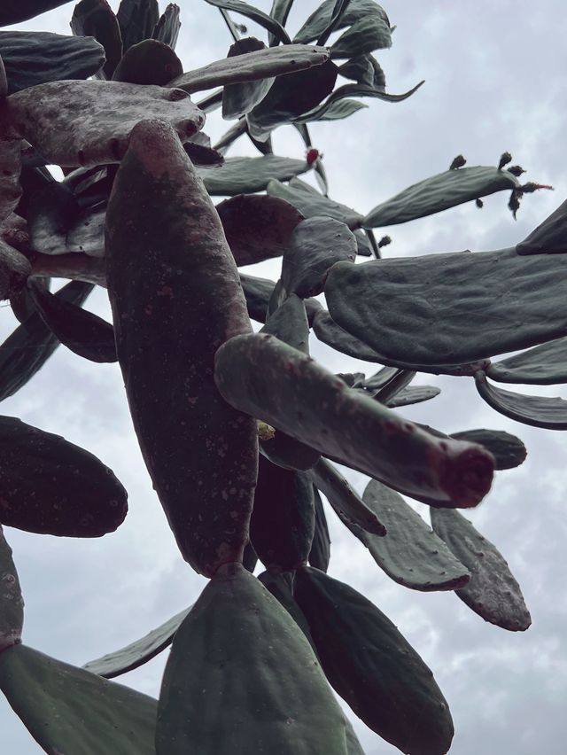 彰化田尾超人氣景點｜生源仙人掌，超多多肉植物以及仙人掌盆栽