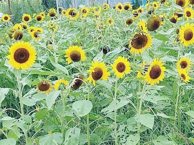 信芯園賞花好去處