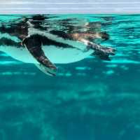 東京遊之水族館🤩🤩📸️