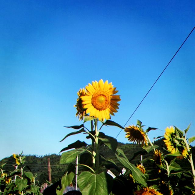 抓緊夏天的尾巴 擁抱茂盛太陽花