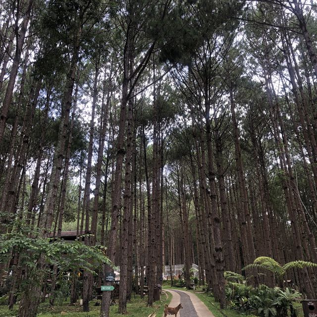 A farm-to-table bistro in Dalat! 