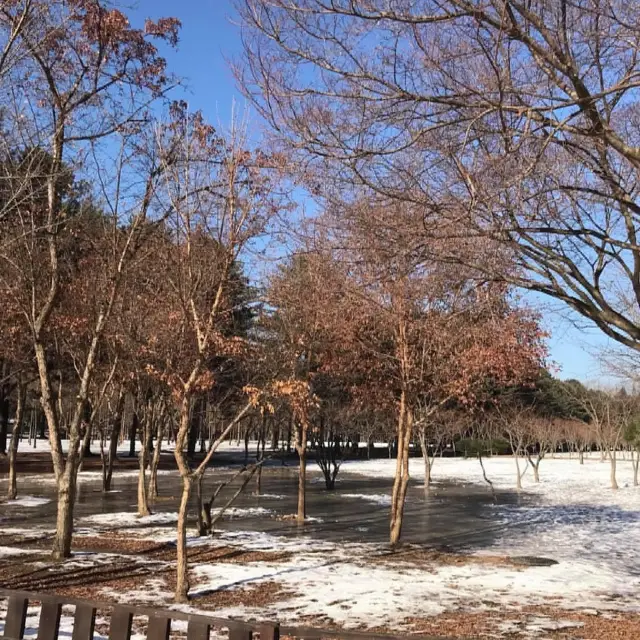 🇰🇷 Nami Island 
