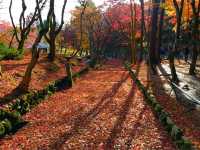 【滋賀】県内随一の紅葉スポット！鶏足寺をご紹介