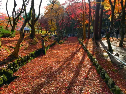 【滋賀】県内随一の紅葉スポット!鶏足寺をご紹介
