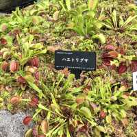 箱根湿性花園