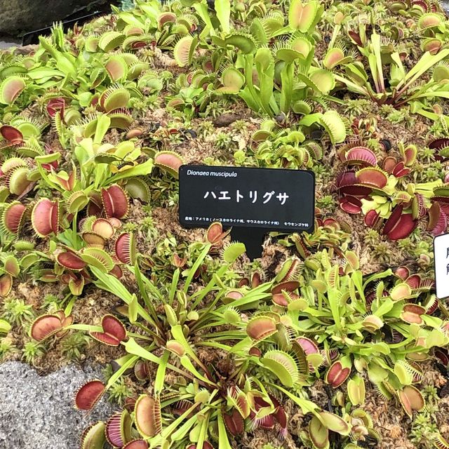箱根湿性花園