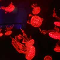 【屏東車城】海洋生物博物館