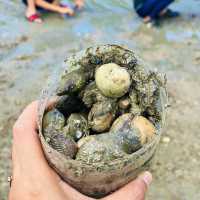 Harvest Mussels