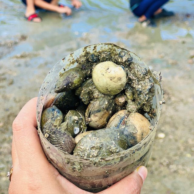 Harvest Mussels