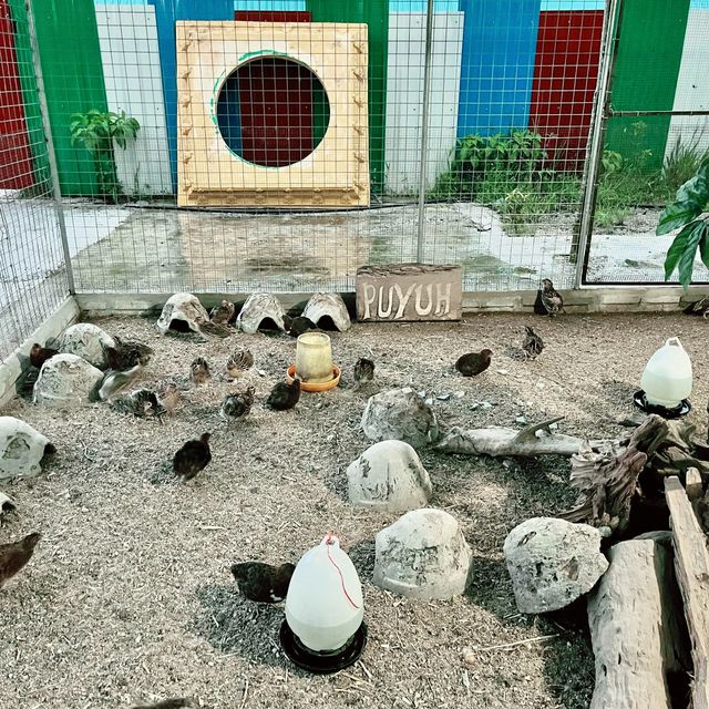The Zoo Is Calling