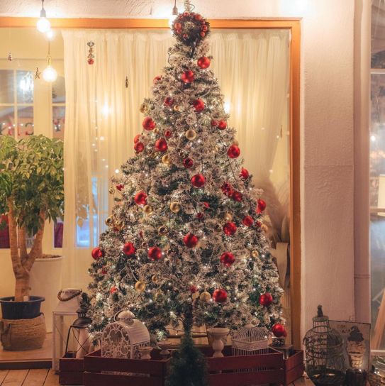 크리스마스 포토존이 한가득인 카페 원주 사진정원🎄🎅🏻