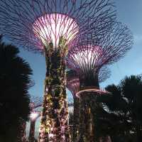新加坡🇸🇬Marina Bay溫室🌸🌼花迷必去