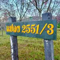 ภูลมโล แปลง2551/3