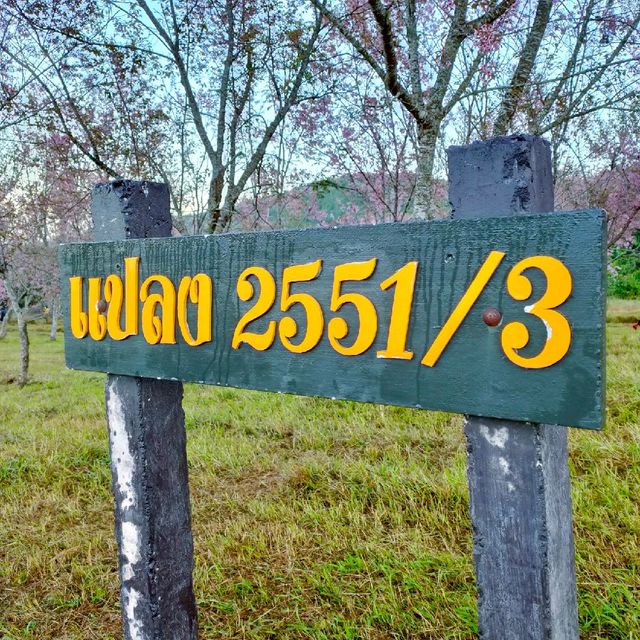 ภูลมโล แปลง2551/3