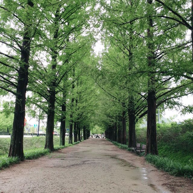 아름다운 가로수길, 담양 메타세쿼이아길