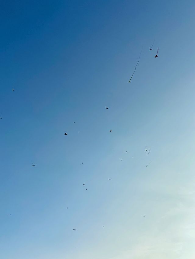 Kite flying in Chiangmai 