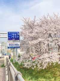서울 감성 벚꽃명소를 찾는다면, 바로 이 곳🌸