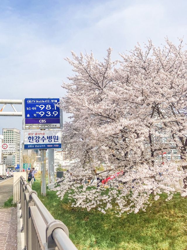 서울 감성 벚꽃명소를 찾는다면, 바로 이 곳🌸